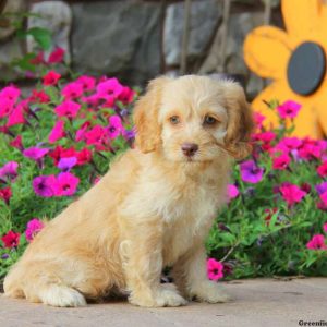 Brooke, Cockapoo Puppy