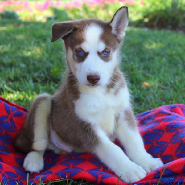 Brownie Jr, Siberian Husky Puppy