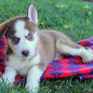 Brownie Jr, Siberian Husky Puppy