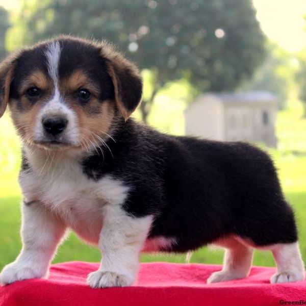 Bruce, Pembroke Welsh Corgi Puppy