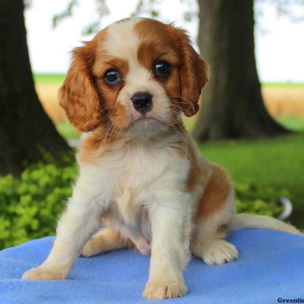 Bruce, Cavalier King Charles Spaniel Puppy