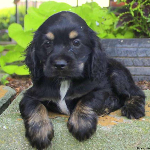 Bruce, Cocker Spaniel Puppy