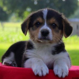 Bruce, Pembroke Welsh Corgi Puppy