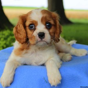 Bruce, Cavalier King Charles Spaniel Puppy