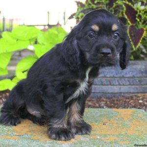 Bruce, Cocker Spaniel Puppy