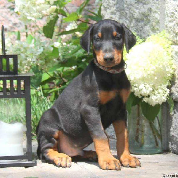 Bruno, Doberman Pinscher Puppy