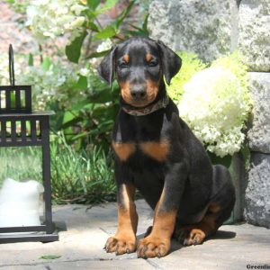 Bruno, Doberman Pinscher Puppy