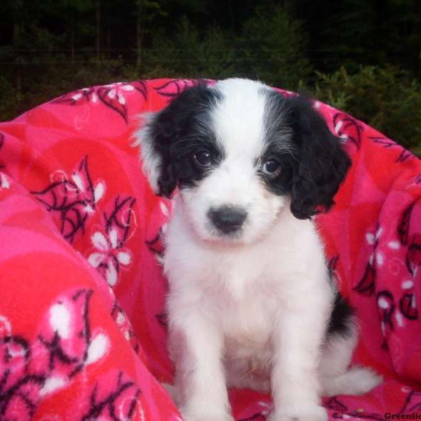 Bryce, Cavapoo Puppy