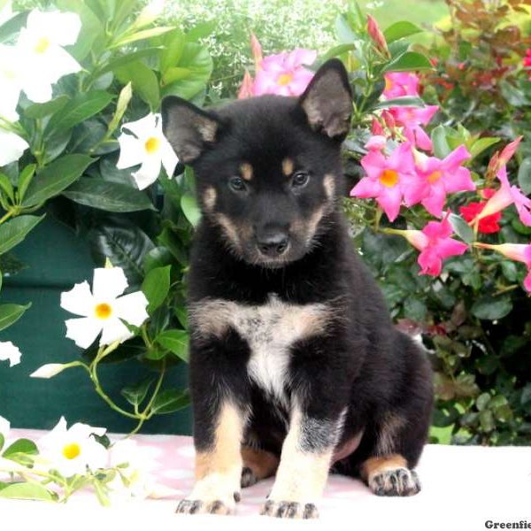 Bryer, Shiba Inu Mix Puppy