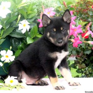 Bryer, Shiba Inu Mix Puppy