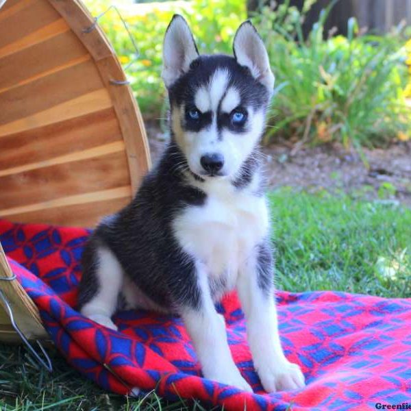 Bubbles May, Siberian Husky Puppy