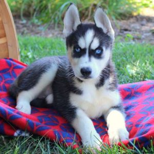 Bubbles May, Siberian Husky Puppy