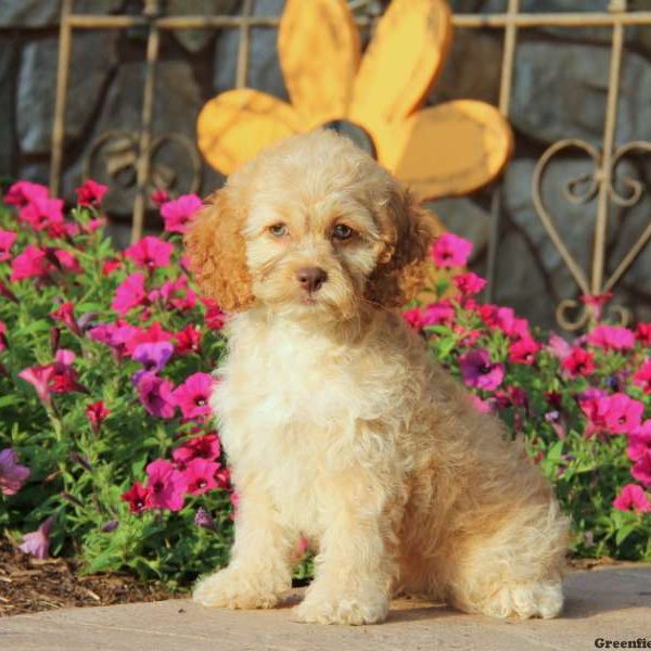 Bubbles, Cockapoo Puppy