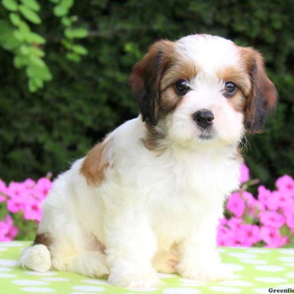 Bubbles, Cavachon Puppy