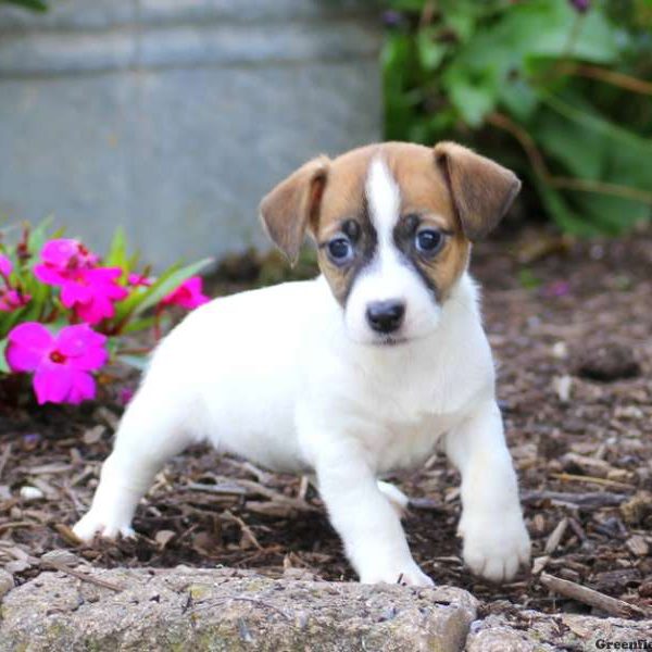 Bubbles, Jack Russell Terrier Puppy