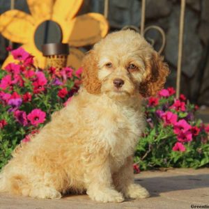 Bubbles, Cockapoo Puppy