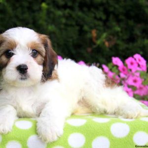 Bubbles, Cavachon Puppy