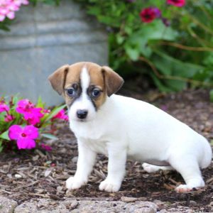 Bubbles, Jack Russell Terrier Puppy