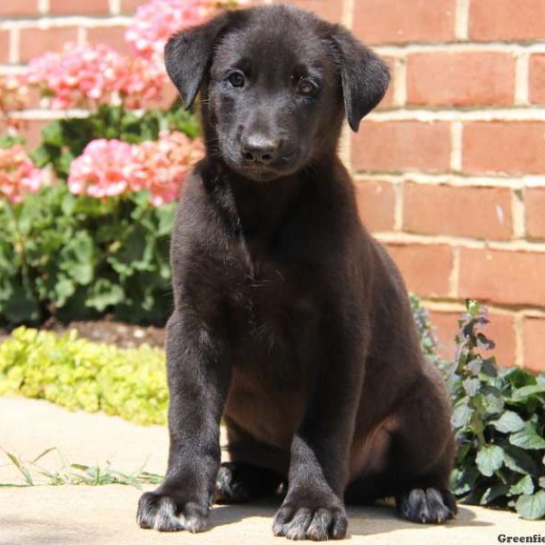 Buckley, German Shepherd Mix Puppy