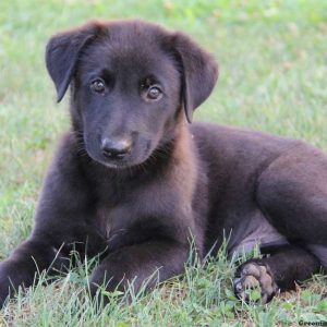 Buckley, German Shepherd Mix Puppy