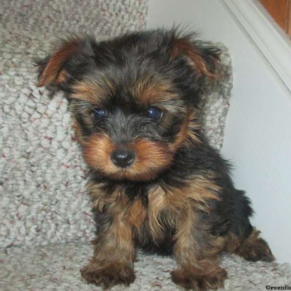 Buddy, Yorkshire Terrier Puppy