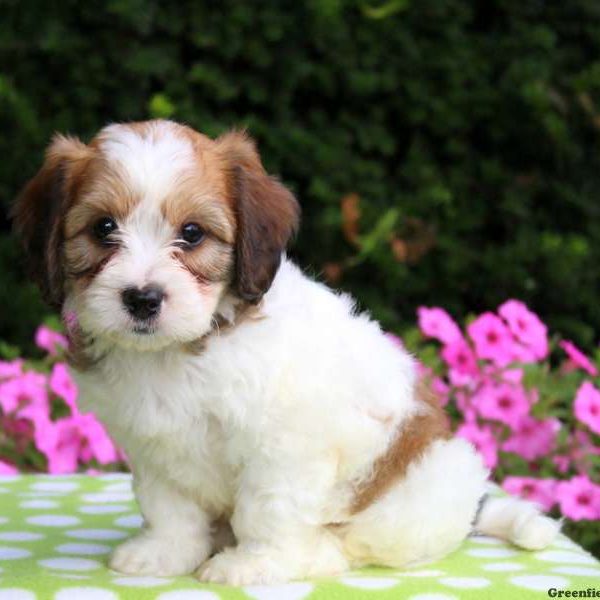 Buddy, Cavachon Puppy