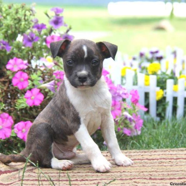 Buddy, Boston Terrier Mix Puppy