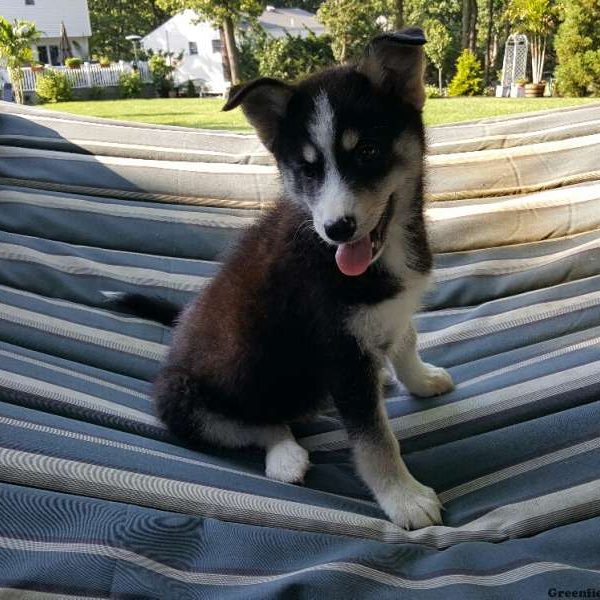 Buddy, Pomsky Puppy