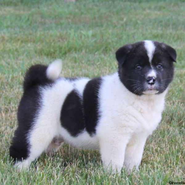 Buddy, Akita Puppy