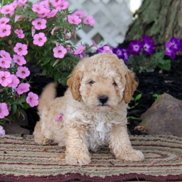 Buddy, Miniature Poodle Puppy