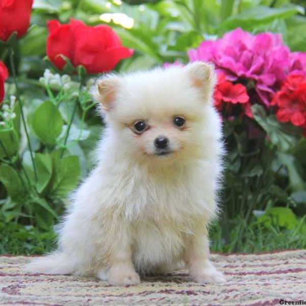 Buddy, Pomeranian Puppy