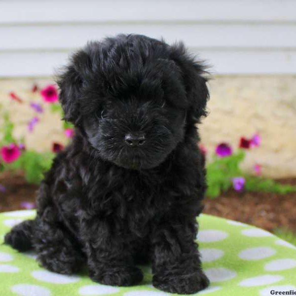 Buddy, Yorkie-Poo Puppy