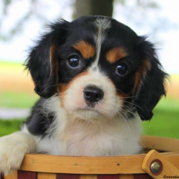 Buddy, Cavalier King Charles Spaniel Puppy