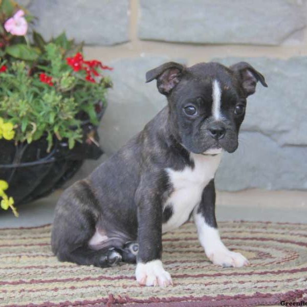 Buddy, Boston Terrier Puppy