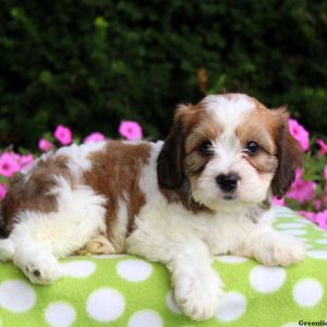 Buddy, Cavachon Puppy