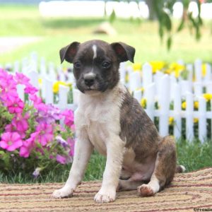 Buddy, Boston Terrier Mix Puppy