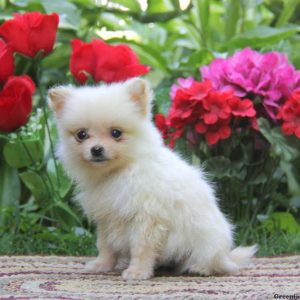 Buddy, Pomeranian Puppy