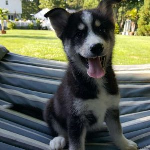 Buddy, Pomsky Puppy