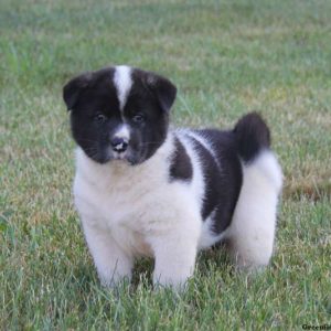 Buddy, Akita Puppy