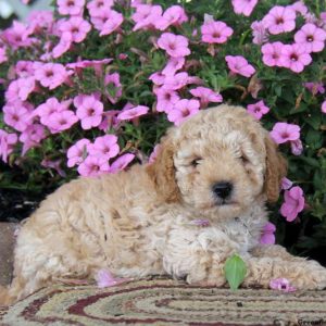 Buddy, Miniature Poodle Puppy