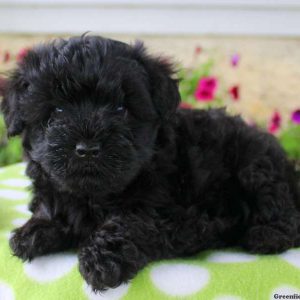 Buddy, Yorkie-Poo Puppy