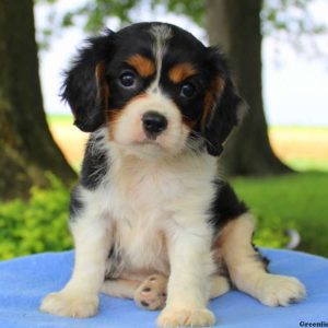 Buddy, Cavalier King Charles Spaniel Puppy