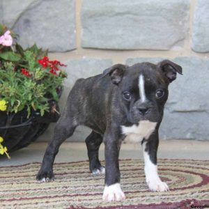 Buddy, Boston Terrier Puppy