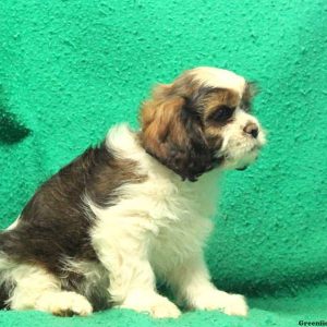 Burly, Cava-Tzu Puppy