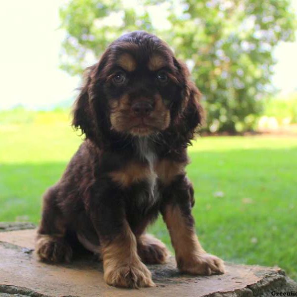 Buster, Cocker Spaniel Puppy