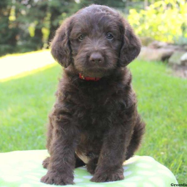 Buster, Labradoodle-Miniature Puppy