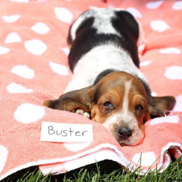 Buster, Basset Hound Puppy