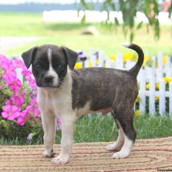 Buster, Boston Terrier Mix Puppy