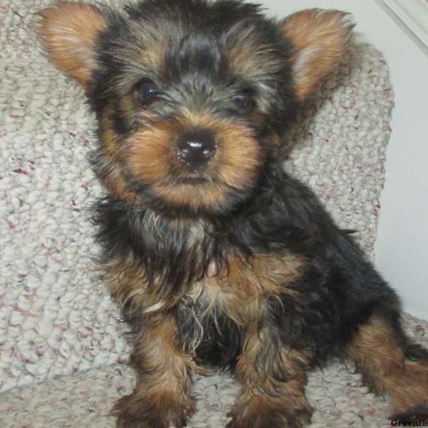 Buster, Yorkshire Terrier Puppy