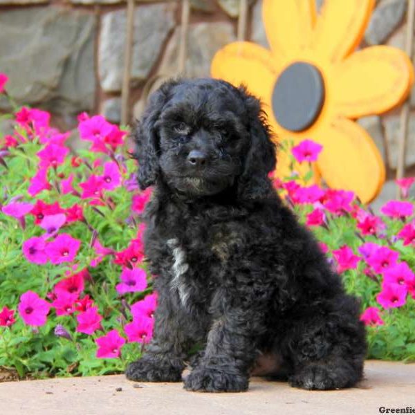 Buster, Cockapoo Puppy